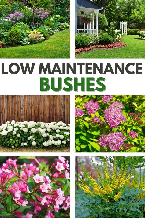 Floral, Inspiration, Gardening, Exterior, Low Maintenance Plants Outdoor, Low Maintenance Plants Landscaping, Low Maintenance Shrubs, Shrubs For Landscaping, Landscaping Tips