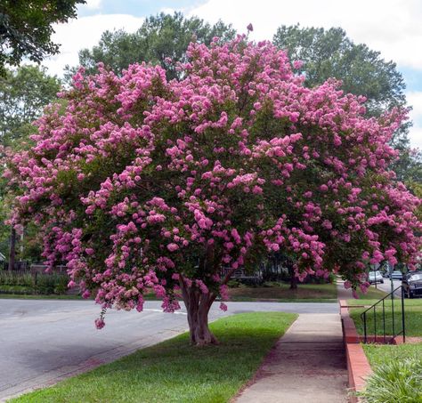 25 Longest Blooming Trees and Shrubs For Your Garden - DIY & Crafts Gardening, Trees For Front Yard, Trees And Shrubs, Privacy Trees, Front Yard, Flowering Trees, Yard, Growing Tree, Shrubs
