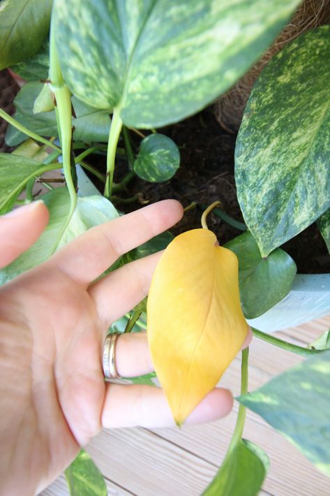 Outdoor, Roses, Ideas, Yellow Leaves On Plants, Golden Pothos Plant, Yellow Leaves, Golden Pothos, Plant Leaves Turning Yellow, Pothos Vine