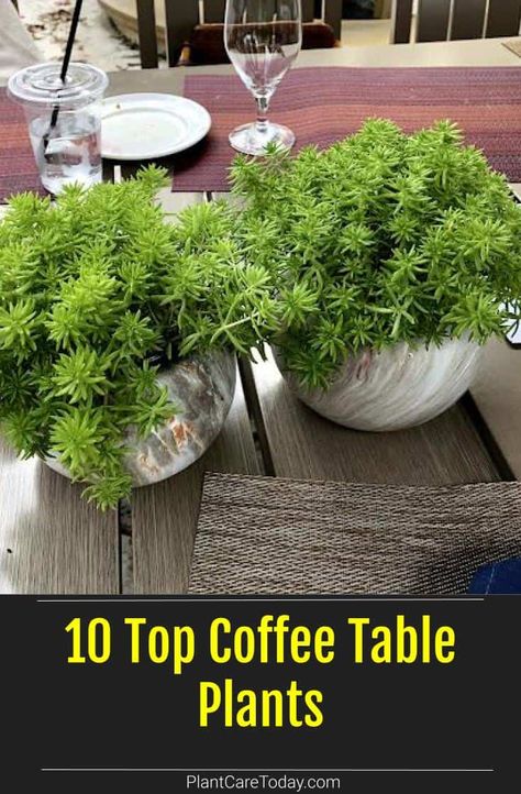 Plants are great centerpieces for a dash of green and style to your coffee table and living room. Here are a few of the top coffee table plants we've rounded up. Indore, Design, Home Décor, Inspiration, Decoration, Coffee Table Plants, Outdoor Coffee Table Decor, Outdoor Coffee Tables, Coffee Table Planter