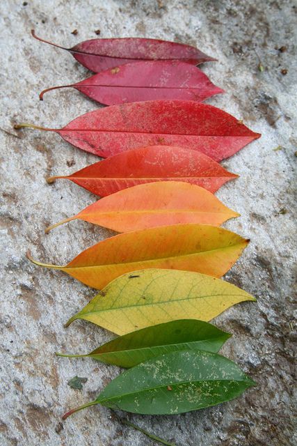 leaf rainbow...great activity for the kids this fall!  Would make a great art project to collect and then do something with. Autumn, Nature, Plants, Autumn Leaves, Fall Colors, Fall, Colours, Color Harmony, Nature Beauty