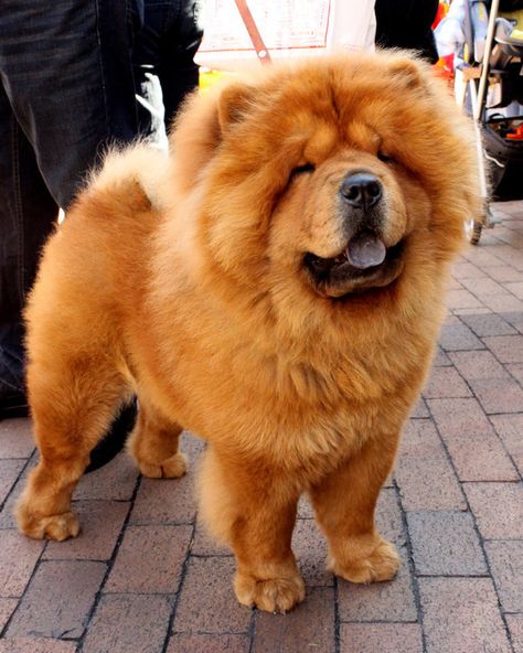 Let’s start off strong… This chow chow: | 18 Fluffy Dogs You'll Want To Roll Around In Puppies, Dogs, Dogs And Puppies, Fluffy Dogs, Dog Pictures, Chow Dog Breed, Fluffy Dog Breeds, Dog Lovers, Dog Images