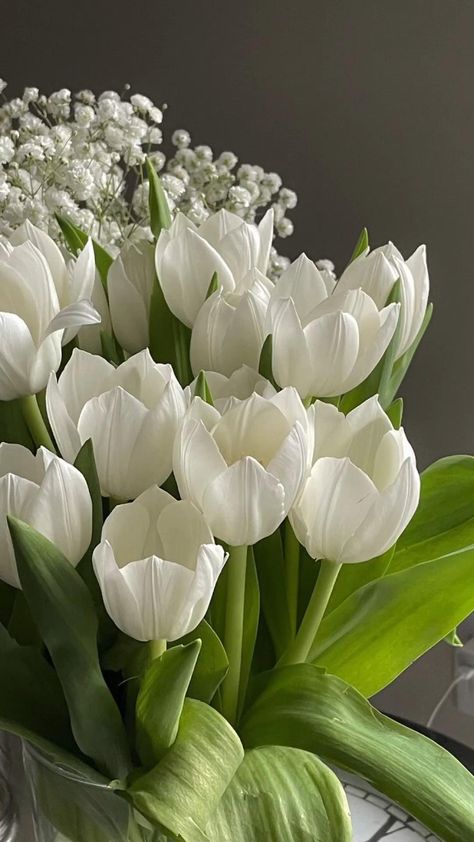 Tulips, Floral, Nature, Spring Tulips, Spring Flowers, White Tulips, Spring, Tulips Flowers, Pretty Flowers