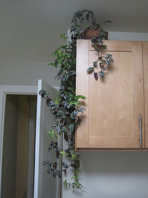 Growing climbing vines indoors can be easily accomplished and there are quite a few common indoor vine plants to choose from. This article discusses them. Nature, Indoor Vine Plants, Indoor Vines, Climbing Plants, Indoor Climbing Plants, Garden Vines, Indoor Plants, Climbing Vines, House Plants Indoor