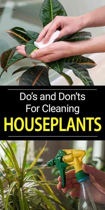 Learn how to clean plant leaves, proper leaf cleaning helps keeps plants healthy, enhances their appearance, reduces pests and diseases [DETAILS] Plants, Cleaning, Plant Care, Houseplants, Plant Leaves, Plant, Garden, Grooming, Tips