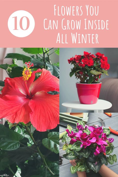 Planting Flowers, Gardening, Home Décor, Indore, Growing Flowers Indoors, Growing Plants Indoors, Flowering Plants, Flowering House Plants, Indoor Flowering Plants