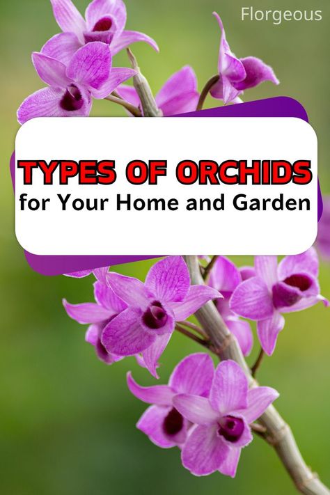 Types of Orchids Outdoor Spaces, Planting Flowers, Outdoor, Orchid Varieties, Types Of Orchids, Orchid Plants, Types Of Flowers, Orchids, Growing