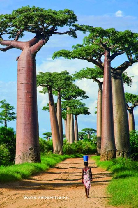 11 The Most Unusual Tree Alleys in the World 53 Amazing Nature, Palmas, Nature, Africa, Redwood Tree, Tree Tunnel, Cypress Trees, Beautiful Gardens, Evergreen Trees