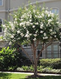 Trees For Front Yard, Cheap Landscaping Ideas, Myrtle Tree, Landscaping Trees, Front Yard Design, Crape Myrtle, Front Landscaping, Have Inspiration, Garden Yard Ideas
