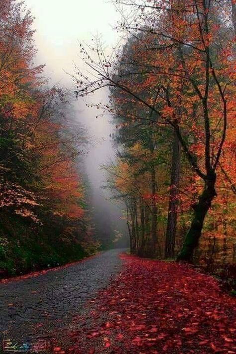 Autumn fog Instagram, Nature, Nature Photography, Fall Vibes, Autumn Scenery, Autumn Aesthetic, Scenic, Fall Pictures, Beautiful Places