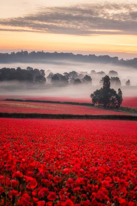 Nature, Birmingham, Red Hill, Breathtaking Photography, Breathtaking, Poppy Fields, Beautiful Places, Beautiful Nature, Fields