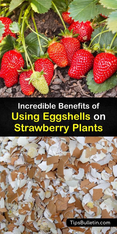 Diy, Flowers, Outdoor, Plants, Flores, Green Thumb, Strawberry, Landscape, Strawberry Tree