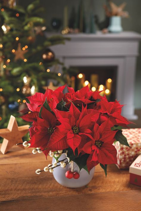 15 golden rules to extend the lifespan of your poinsettia Celebration, Natal, Decoration, Kerst, Deko, Natale, Weihnachten, Deco, Holiday