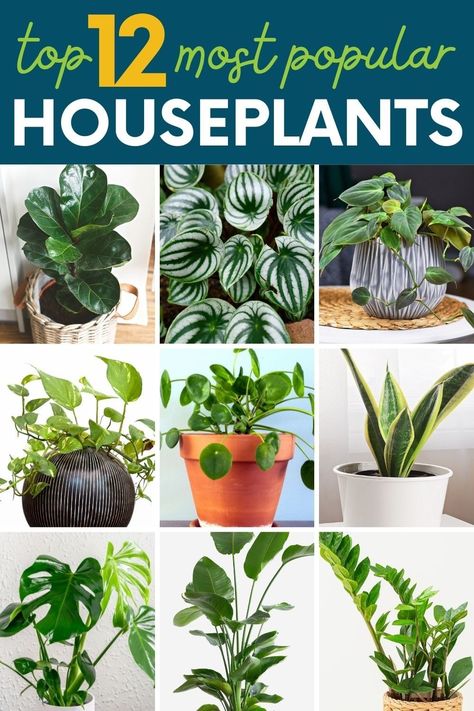 Are you looking for an easy way to get more green into your life? Here are twelve popular house plants that are just plain good looking. Inspiration, Design, Home Décor, Outdoor, Diy, Boho, Cactus, Household Plants, Best Indoor Plants