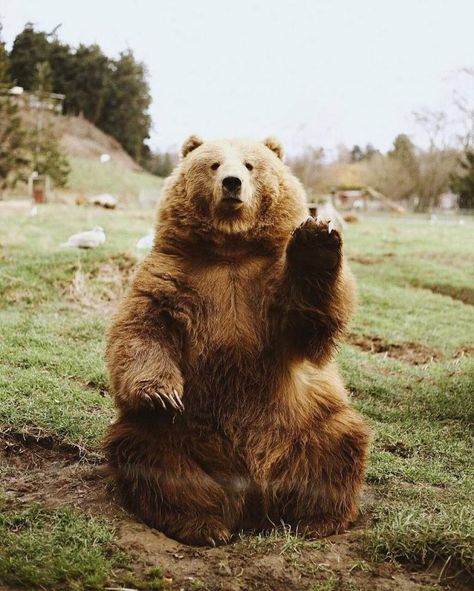 Just some bears saying "hi" to you - Album on Imgur