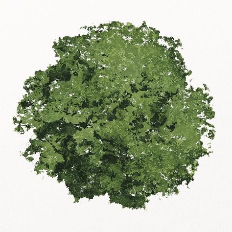 Green tree top view, watercolor illustration isolated on white background, nature design psd | premium image by rawpixel.com / bass Urban, Texture, Top View, Tree, Tree Photoshop, Png, Black Tree, Nature Design, Arch