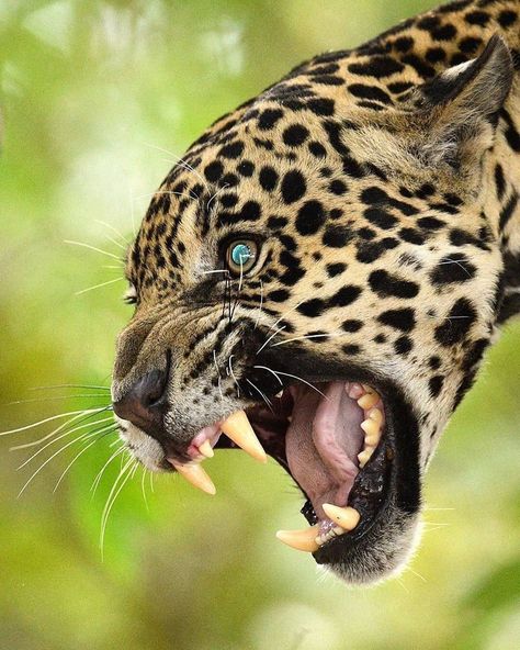 Big Cats, Pantanal, Jaguar, Gatos, Cats, Angry Animals, Animal Wallpaper, Wild Cats, Animal Pictures