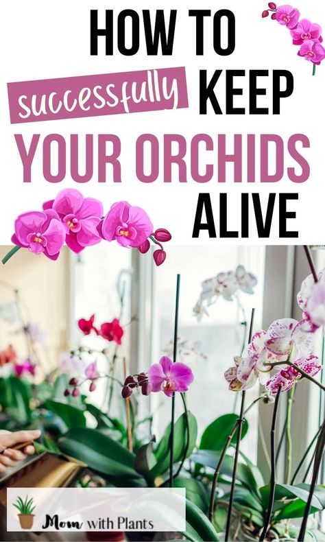 Nature, Outdoor, Floral, Terrarium, Cactus, Gardening, Inspiration, Taking Care Of Orchids, Caring For Orchids