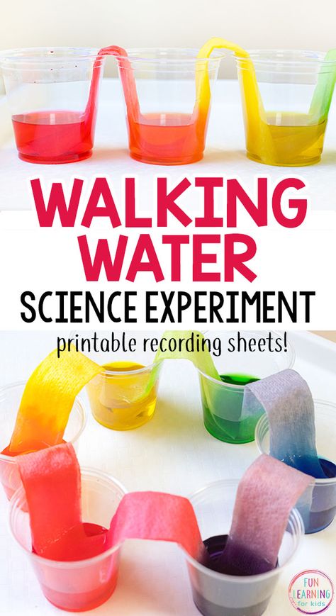 Science Experiments, Life Hacks, Diy, Pre K, Water Science Experiments, Walking Water Experiment, Science Experiments For Preschoolers, Science Experiments Kids, Science Activities For Kids