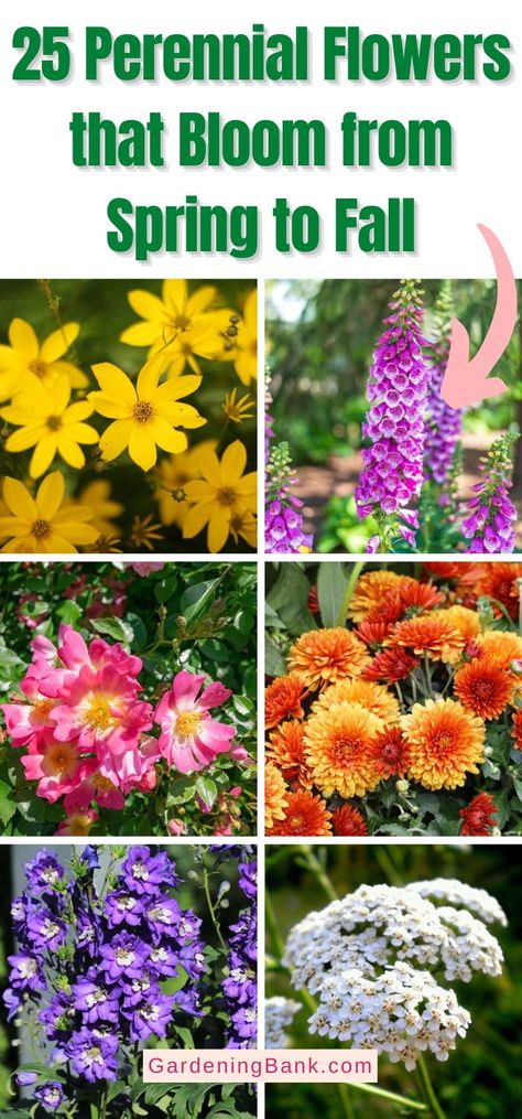 25 Perennial Flowers that Bloom from Spring to Fall pinterest image. Design, Nature, Diy, Spring Perennials, Flowers Perennials, Fall Perennials, Long Blooming Perennials, Spring Wildflowers, Spring Blooming Flowers
