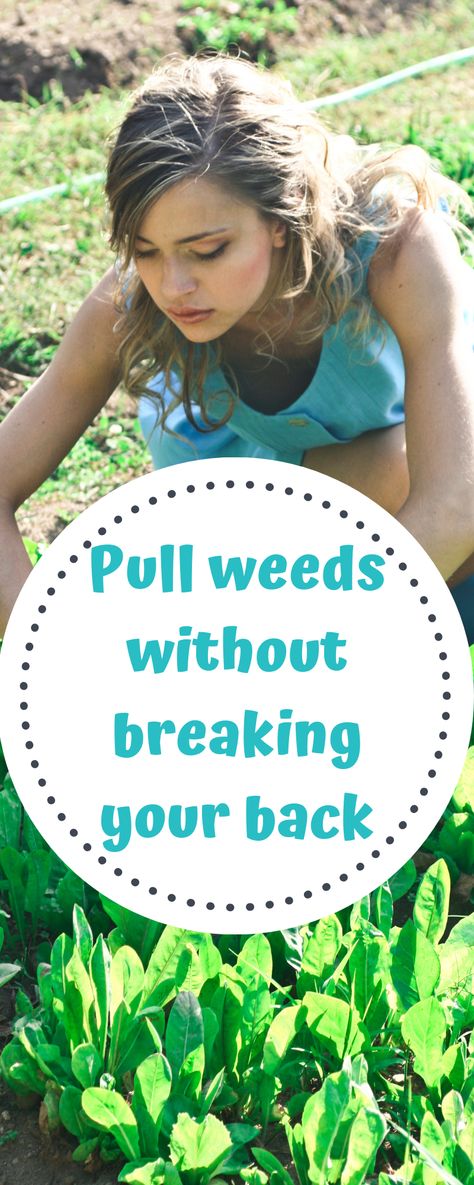 Pull Weeds Without Breaking Your Back Gardening, Pulling Weeds, How To Trim Bushes, Killing Weeds, Trimming Hedges, Natural Weed Killer, Back Hurts, Garden Weeds, How To Clean Carpet
