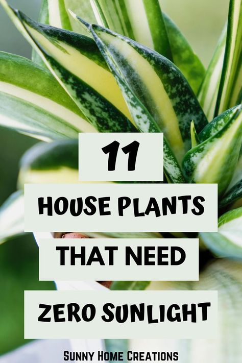 Gardening, Interior, Home Décor, No Light Plants Indoor, Zero Sunlight Indoor Plants, Best Indoor Hanging Plants, Best Indoor Plants, Plants For Low Light, Plants In The Home