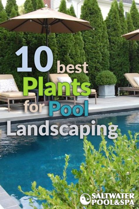 Gardening, Diy, Ideas, Design, Pool Landscaping Plants, Plants Around Pool, Landscaping Around Pool, Inground Pool Landscaping, Backyard Pool Landscaping