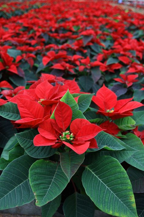 How To Care For Poinsettias: Grow Beautiful Plants For Holiday Decorating Nature, Gardening, Decoration, Flower Pots, Christmas Plants, Holiday Flower, Flower Garden, Christmas Flowers, Sunflower Centerpieces