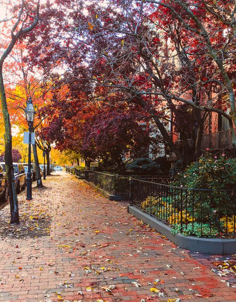 Boston Fall Foliage | Massachusetts | Sunny Coastlines Boston Fall Foliage, Fall In Boston, Boston In Fall, Fall In The City, Boston Fall, Massachusetts Fall, Massachusetts Aesthetic, Fall City, Franz Kafka