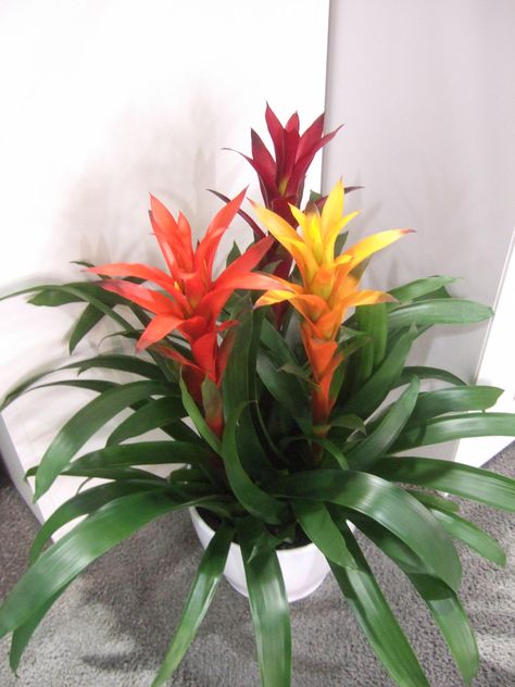 Here are our favorite flowering houseplants. Each one of these blooming houseplants has beautiful blooming flowers that are sure to impress. #floweringhouseplants #bloomingplants #indoorplants #bhg Bonito, Plants, Planting Flowers, Pineapple Planting, Exotic Plants, Tropical Plants, Growing Flowers, Flower Pot Design, Indoor Plants