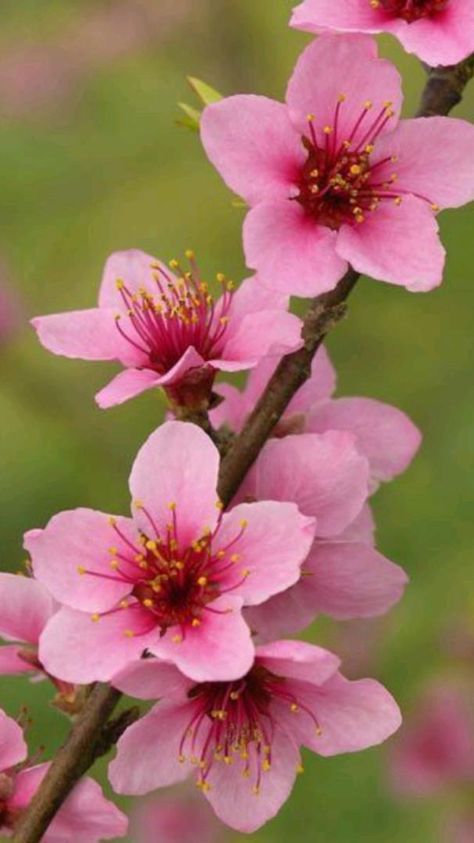 Planting Flowers, Plants, Spring Flowers, Flower Garden, Peach Blossoms, Flowers Nature, Peach Blossom Flower, Flower Pictures, Flower Photos