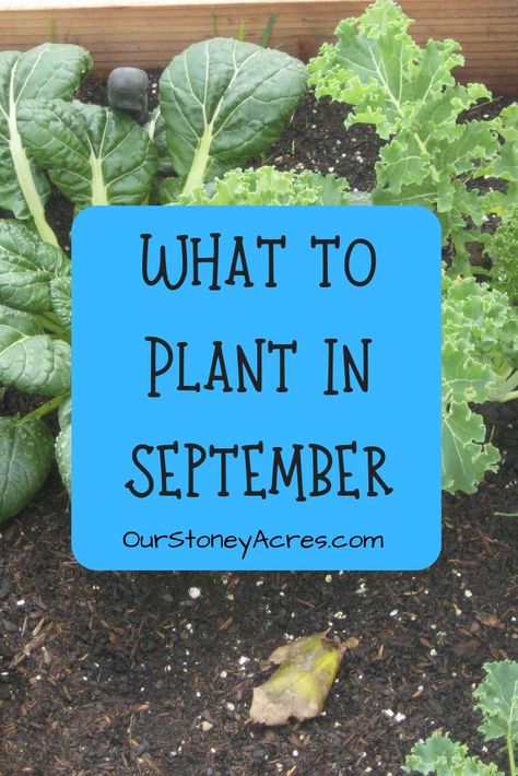 There are still a few seeds that you can plant in your vegetable garden in September. Plant these 5 plants in September and you can still get a harvest this fall. #fallplanting #fallgardening #vegetablegardening Companion Planting, Growing Vegetables, Gardening, Outdoor, Organic Gardening, Veggie Gardens, Seed Starting, Growing Tomatoes, Planting In The Fall