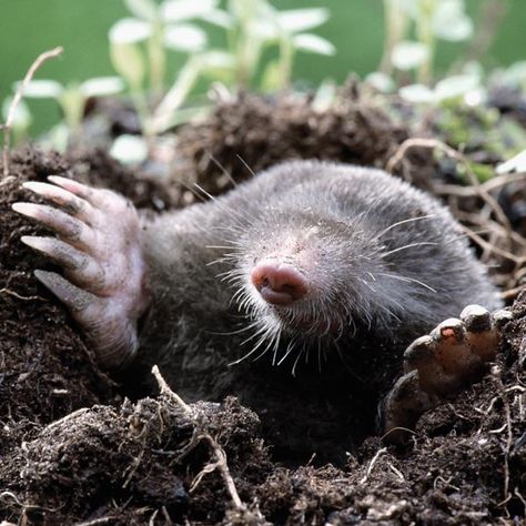 How to Trap Moles - Moles can eat their weight in worms and grubs every day, so they find healthy, well-watered lawns—which are full of worms and grubs—very attractive. Tunneling as fast as a foot per minute under the sod, one mole can make an average yard look like an army invaded it. Mole, Ants, Moles In Yard, Jardim, Pest Control, Garten, Fauna, Mammals, Pests
