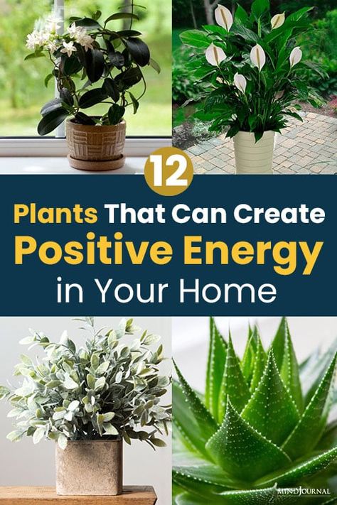 12 Plants That Can Create Positive Energy in Your Home Meditation, Decoration, Gardening, Best Plants For Home, Plant Care, Best Indoor Plants, Growing Plants, Growing Plants Indoors, Indoor Plants
