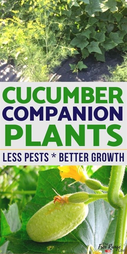 Outdoor, Growing Vegetables, Shaded Garden, Fruit, Cucumber Companion Plants, How To Plant Cucumbers, Cucumber Gardening, How To Grow Cucumbers, Grow Cucumber