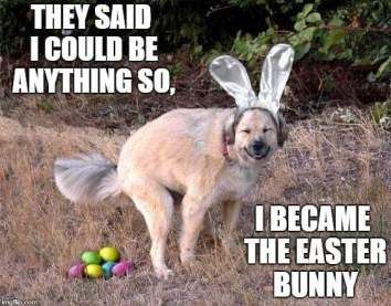 They said I could be anything so I became the easter bunny - dog pooping eggs Don't miss our funny Easter memes and images for sharing #easter #easterbunny #funnymemes #funny #funnypictures #memes #memesdaily #memesfacebook #lol Dog Quotes, Funny Dogs, Humour, Glad, Dog Memes, Humor, Funny Easter Pictures, Dog Quotes Funny, Funny Easter Memes