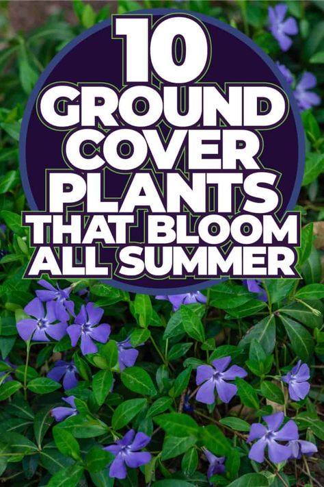 10 Ground Cover Plants That Bloom All Summer Exterior, Summer, Diy, Evergreen Ground Cover Plants, Flowering Ground Cover Perennials, Perennial Ground Cover, Ground Cover Plants Shade, Full Sun Perennials, Ground Cover Flowers