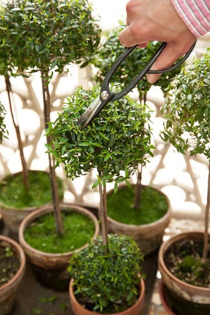 Shaded Garden, Topiary Plants, Preserved Boxwood Topiary, Topiary Trees, Topiary Garden, Boxwood Topiary, Topiary Diy, Shade Garden, Indoor Topiary