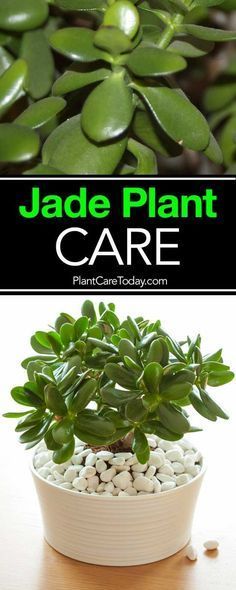The jade plant, care for these small, sturdy succulents is simple and the Crassula (real name) is a great beginner houseplant, along with the spider plant. Garden Care, Plant Care Houseplant, Plant Care, Succulent Care, Jade Plant Care, Growing Succulents, Growing Plants, Succulent Gardening, Planting Succulents