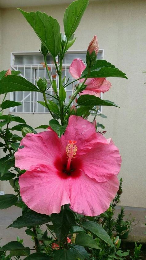 Get the complete hibiscus plant care guide. Learn how to grow potted hibiscus, outdoor hibiscus trees and more. Hibiscus, Hoa, Bunga, Bloemen, Beautiful Roses, Flores, Roz, Fotografie, Flower Aesthetic