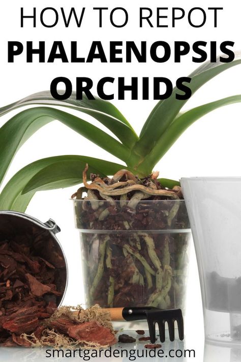 Diy, Ideas, Orchid Care, Growing Orchids, Repotting Orchids, Orchid Plant Care, Phalaenopsis Orchid, Plant Care, Orchid Roots