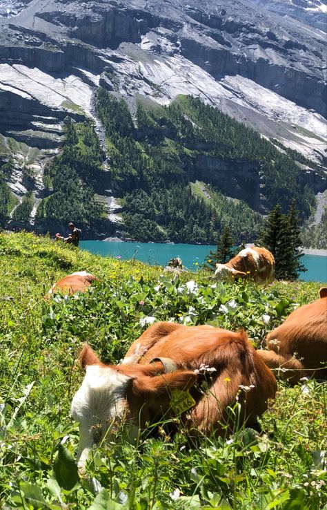 Die besten Wanderungen in der Schweiz jetzt im Reiseblog #hiking #switzerland #berneroberland #cow #travel Graz, Trips, Destinations, Fernweh, Alpen, Europe Travel, Alps, Switzerland Travel, Switzerland Summer