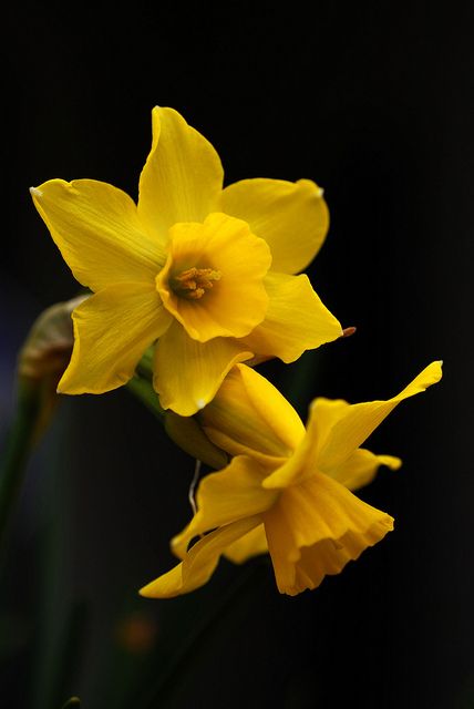 "Yellow daffodil" 
Camera: Nikon D60  Lens: 60 mm AF MICRO  Exposure 	0.002 sec (1/640)  Aperture 	f/5.0  Focal Length 	60 mm Yellow Roses, Floral, Art, Nikon D60, Camera Nikon, Daffodil Photography, Yellow Daffodils, Flowers Photography, Yellow Flowers