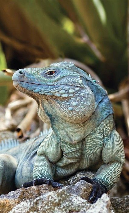 Grand Cayman Blue Iguana | Photo Credit: Fred Burton | Check out our website for more awesome reptile facts! | #cayman #iguana #reptiles #wildlife Animal Kingdom, Turquoise, Lizards, Chameleons, Reptiles And Amphibians, Iguanas, Reptiles, Chameleon, Grand Cayman
