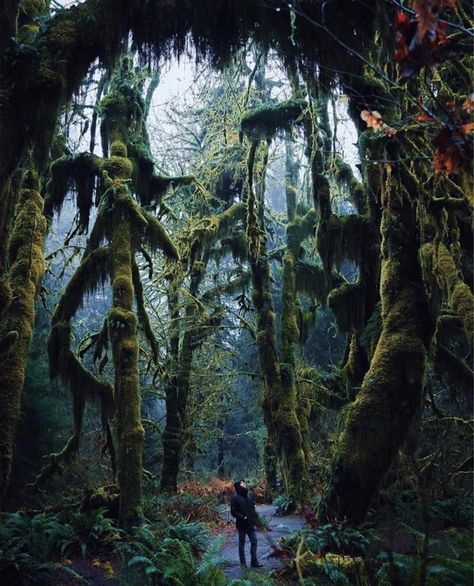 Hoh Rainforest, Washington USA Pacific Northwest, Nature, Destinations, Indonesia, National Parks, The Great Outdoors, Forest, Places To See, Nature Images