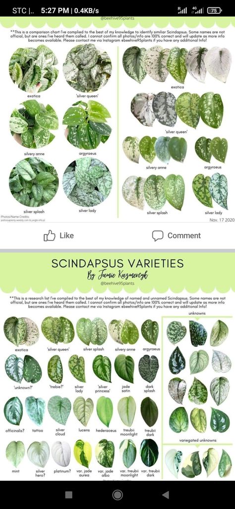 Nature, Gardening, Planting Flowers, Philodendron, Pothos Varieties Chart, Plant Leaf Identification, Pothos Plant, Plant Identification, Plant Life