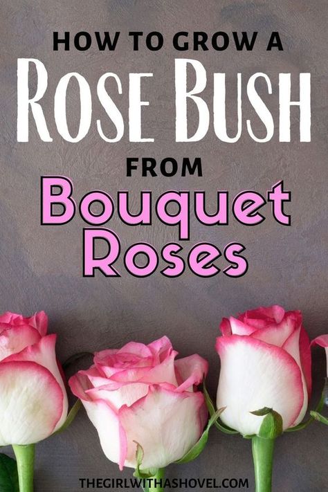 Growing Roses From Seeds, Rooting Roses, How To Grow Roses, Growing Roses, Rose Bush Care, Rose Propagation, Planting Roses, Rose Seeds, Rose Plant Care