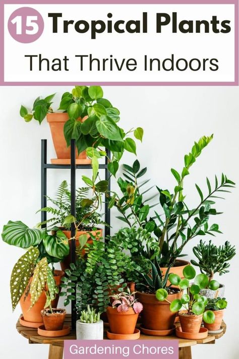 15 Fantastic Tropical Plants to Grow Indoors Gardening, Tropical Plants Indoor, Indoor Tropical Plants, Tropical House Plants, Best Indoor Plants, Tropical Plants, Outdoor Plants, Indoor Plants, Indoor Plant Care