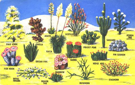 Plants - Desert Cacti and Flora | The abounding southwetern … | Flickr Flora, Desert Plants, Palo Verde, Cactus, Arizona Cactus, Arizona Gardening, Desert Cactus, Desert Plants Landscaping, Agave
