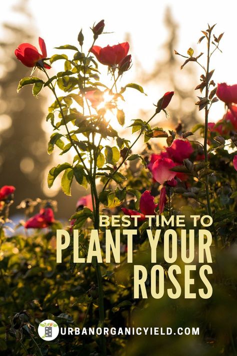 Ideas, Roses, Porches, Gardening, Planting Flowers, When To Plant Roses, Planting Roses, Flowering Shrubs, Growing Roses